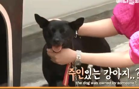 韩国一小区中最八卦的狗，整天四处卖“笑”，而这一切竟是为了…