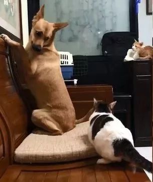 狗子追橘貓玩，結果被黑白貓逼到面壁：敢欺負我朋友，找死！ 萌寵 第3張