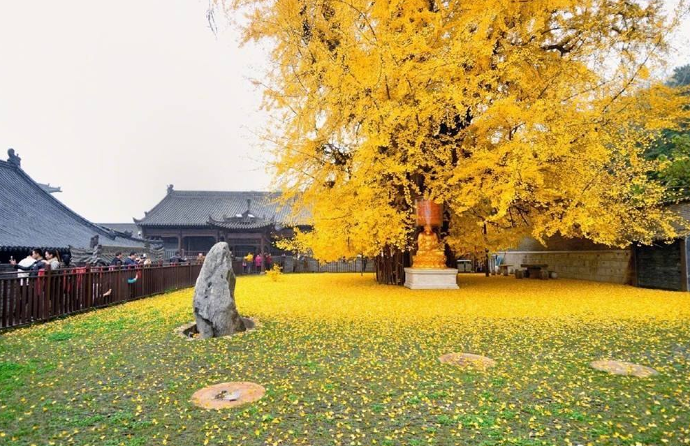 西安網紅即將「黃袍加身」，一年僅能見一次！ 旅行 第4張