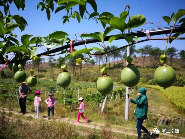 寒风吹熟百香果,南雄首届百香果采摘节甜蜜来袭