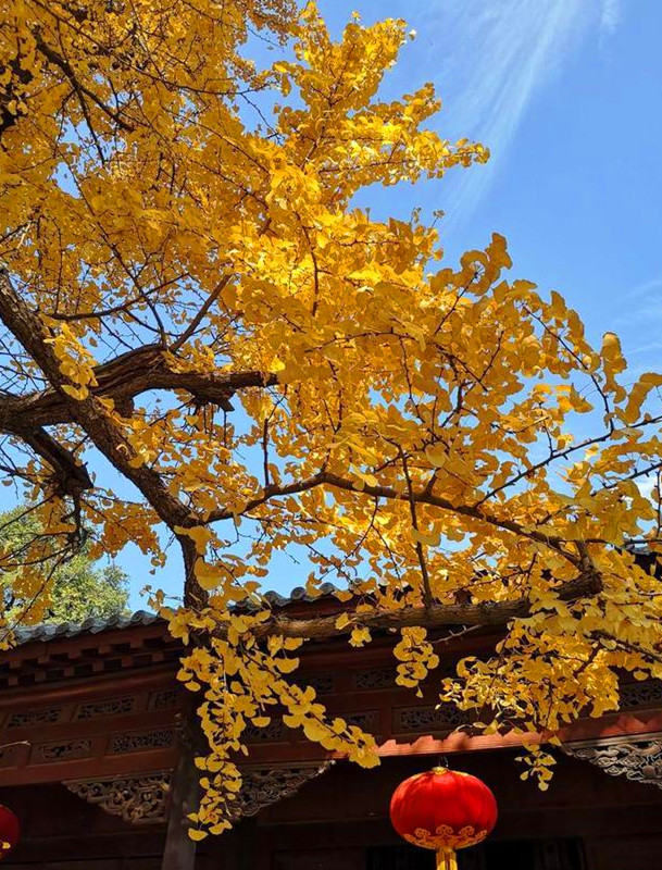 深秋游灵岩寺赏银杏:一地金黄正当时