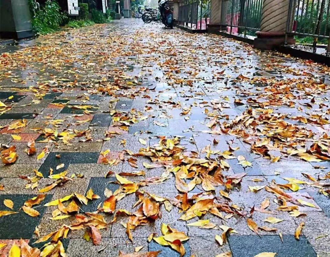 一觉醒来下雨了,齁冷!淄博将连续四天有雨,气温只有