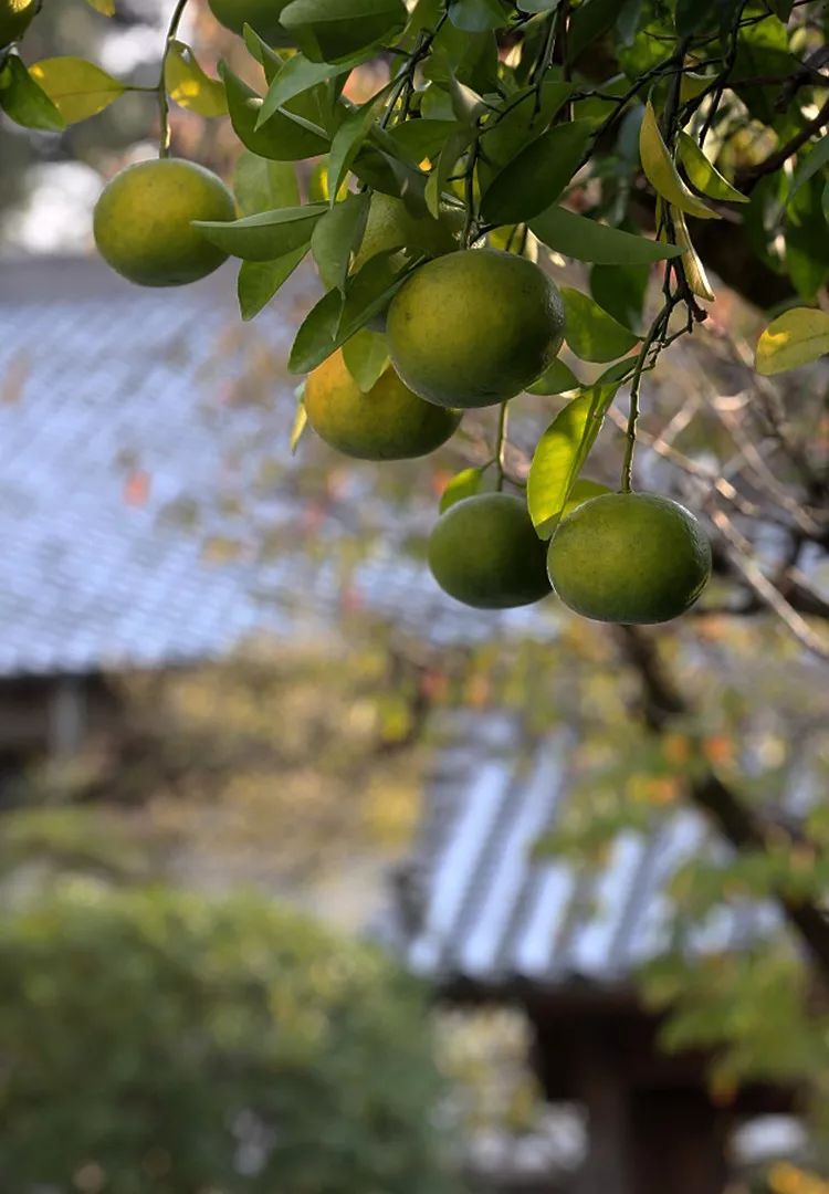 小阳春一年好景君须记最是橙黄橘绿时