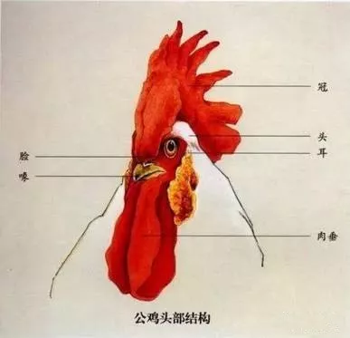 要注意公鸡和母鸡头部的结构还是有点区别的哦~ 公鸡头部结构: 母鸡