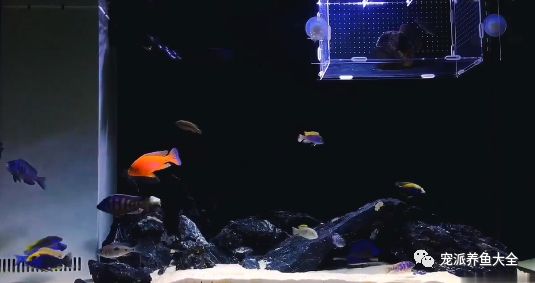 水族知识