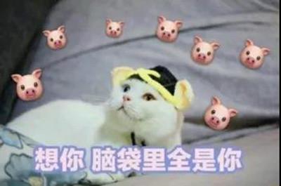 猫咪表情包关下灯谢谢