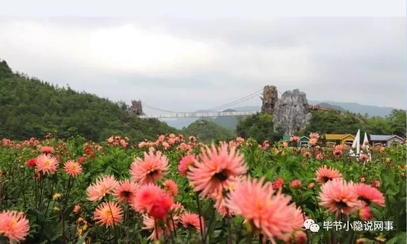 毕节市百里杜鹃管理区彝山花谷旅游景区