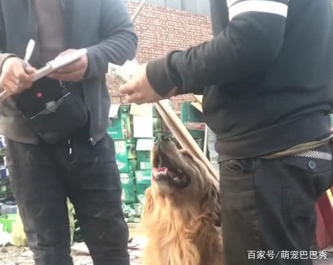 金毛犬撿了一周的廢紙板和塑膠瓶，賣了11塊錢，狗狗開心壞了！ 萌寵 第4張