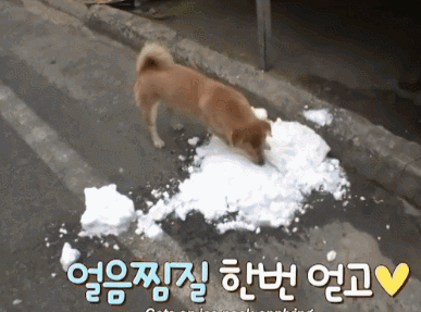 韩国一小区中最八卦的狗，整天四处卖“笑”，而这一切竟是为了…
