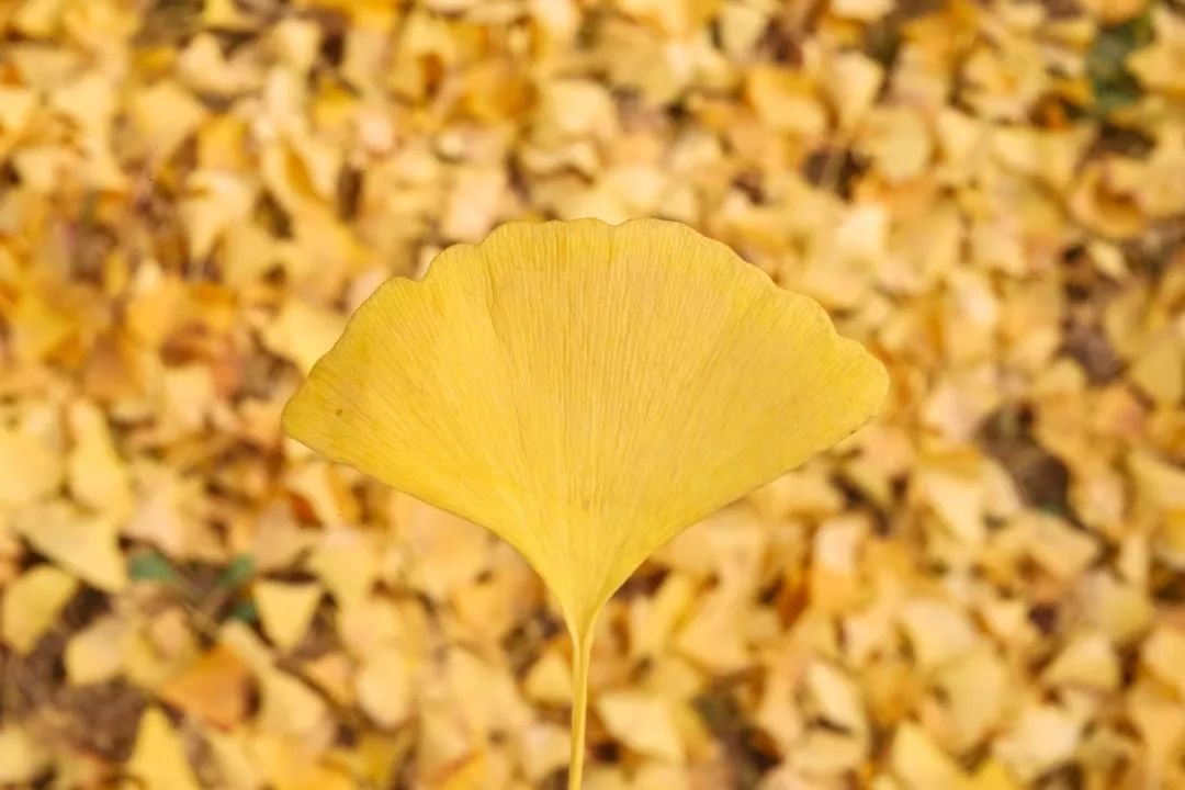 拾捡一片银杏叶,笔芯培华,写一首关于你的诗