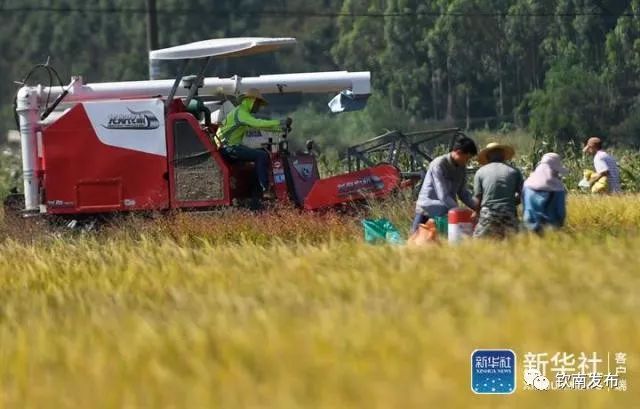 10月31日,农民操控收割机在广西钦州市钦南区康熙岭坡村抢收