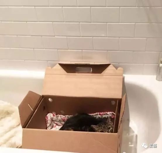 這只貓害怕人而躲在箱子裡，將被安樂死，當它走出箱子的一刻～ 萌寵 第4張