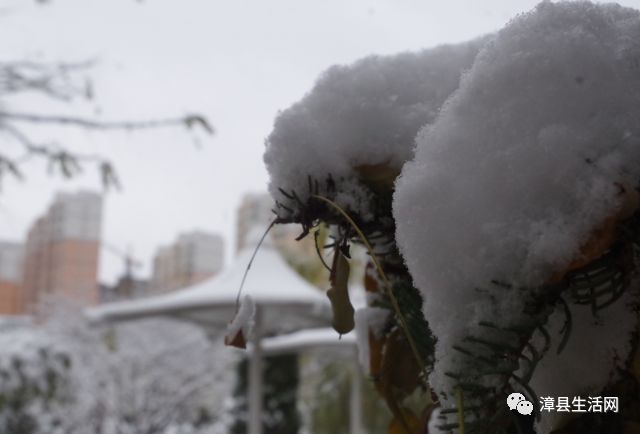 漳县下雪了,真真是一夜入冬呀!(附视频)