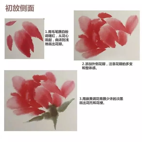 国画入门:国画牡丹,花头不同开放时期的画法_花瓣