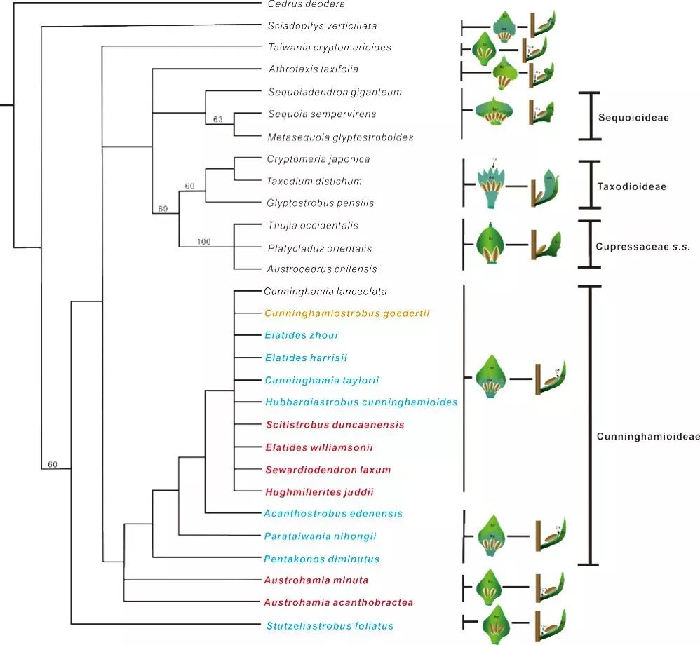 重建的柏科系统发育树(左侧)及柏科苞鳞复合体示意图(右侧)