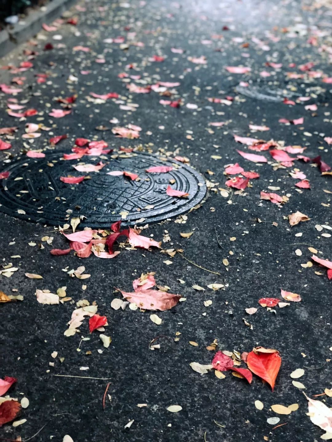 繁花落尽,一树枯黄 路边有沙沙作响的银杏 风雨飘摇后的一地落黄 一切