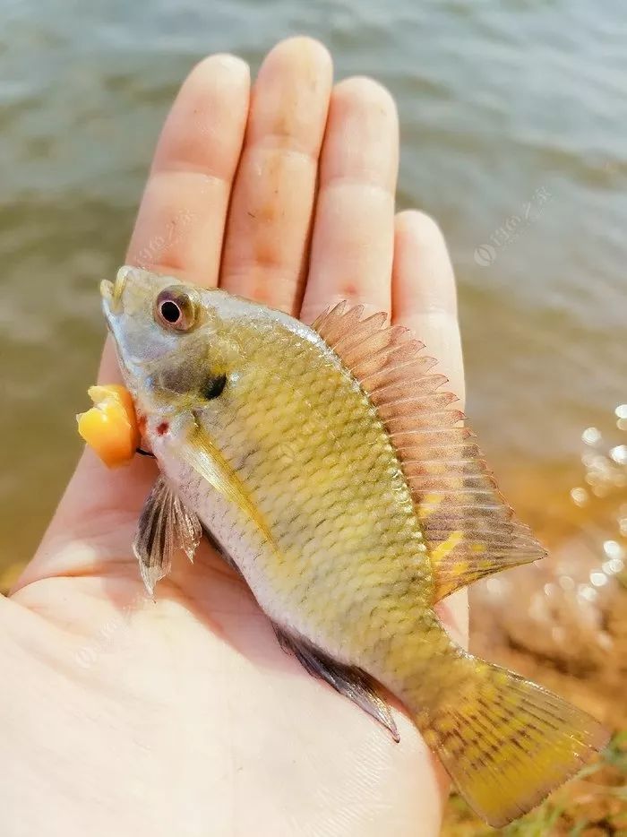 有美女釣友同在，魚獲還真的那麼重要嗎？ 生活 第9張