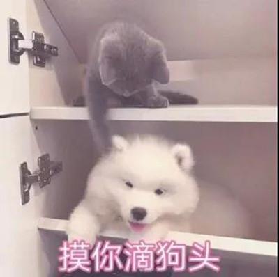 猫咪表情包关下灯谢谢