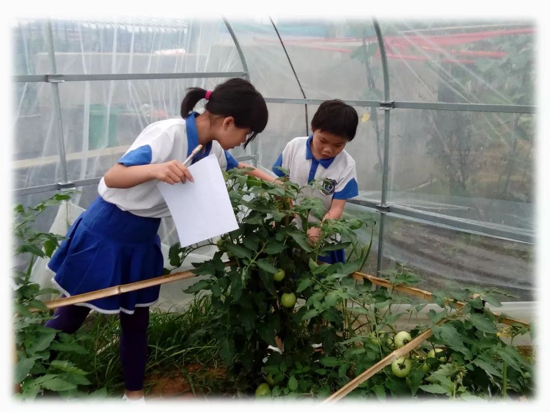 校园qq农场做出教育大文章缙云县团结小学打造农村学校互联网种植实践