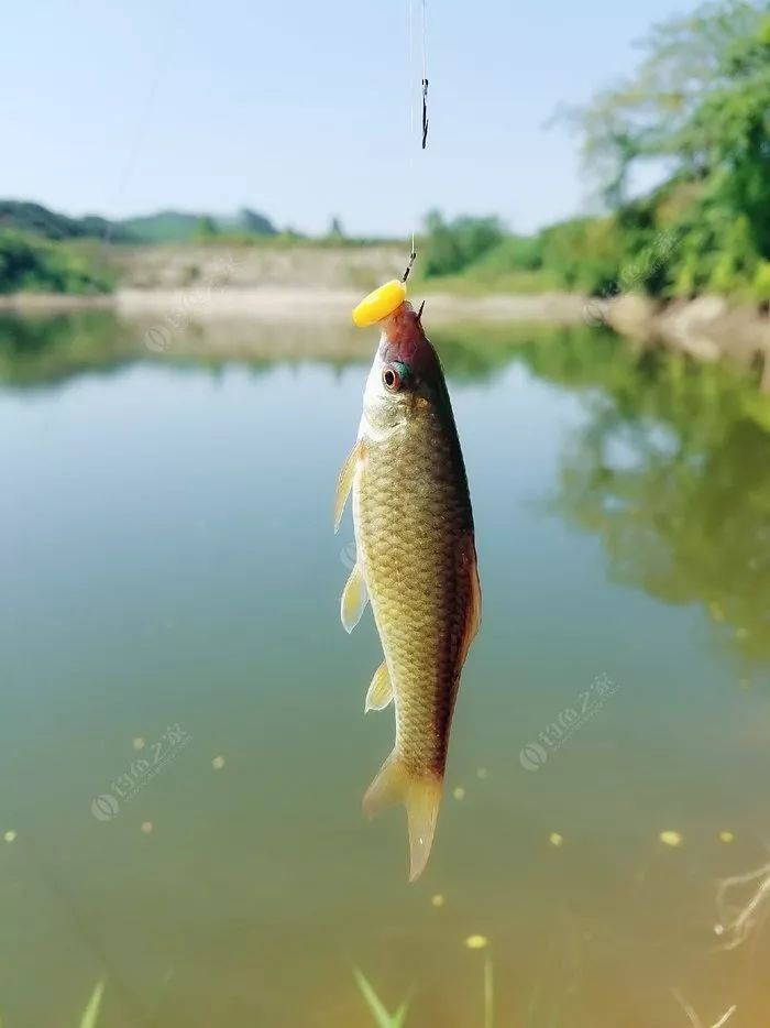 有美女釣友同在，魚獲還真的那麼重要嗎？ 生活 第8張