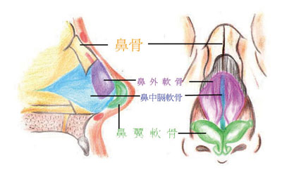 13蒜头鼻的治疗_软骨