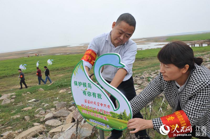 鄱阳湖湿地,将温馨提示牌分别插到候鸟较多的区域,提醒游客要保护候鸟