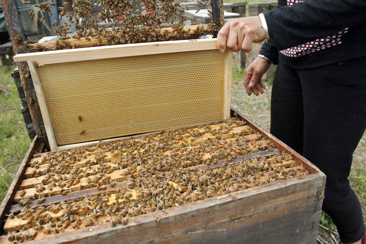 蜜蜂养殖中常见的几个误区