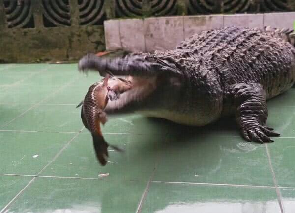 宠物鳄鱼被男子当猪养，胖到200多斤，双下巴明显
