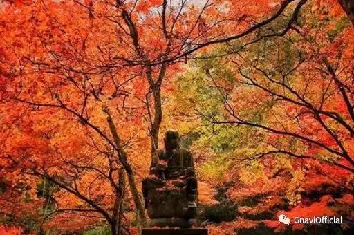 广岛:佛通寺の红叶