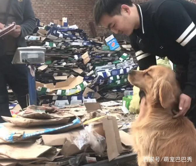 金毛犬撿了一周的廢紙板和塑膠瓶，賣了11塊錢，狗狗開心壞了！ 萌寵 第2張