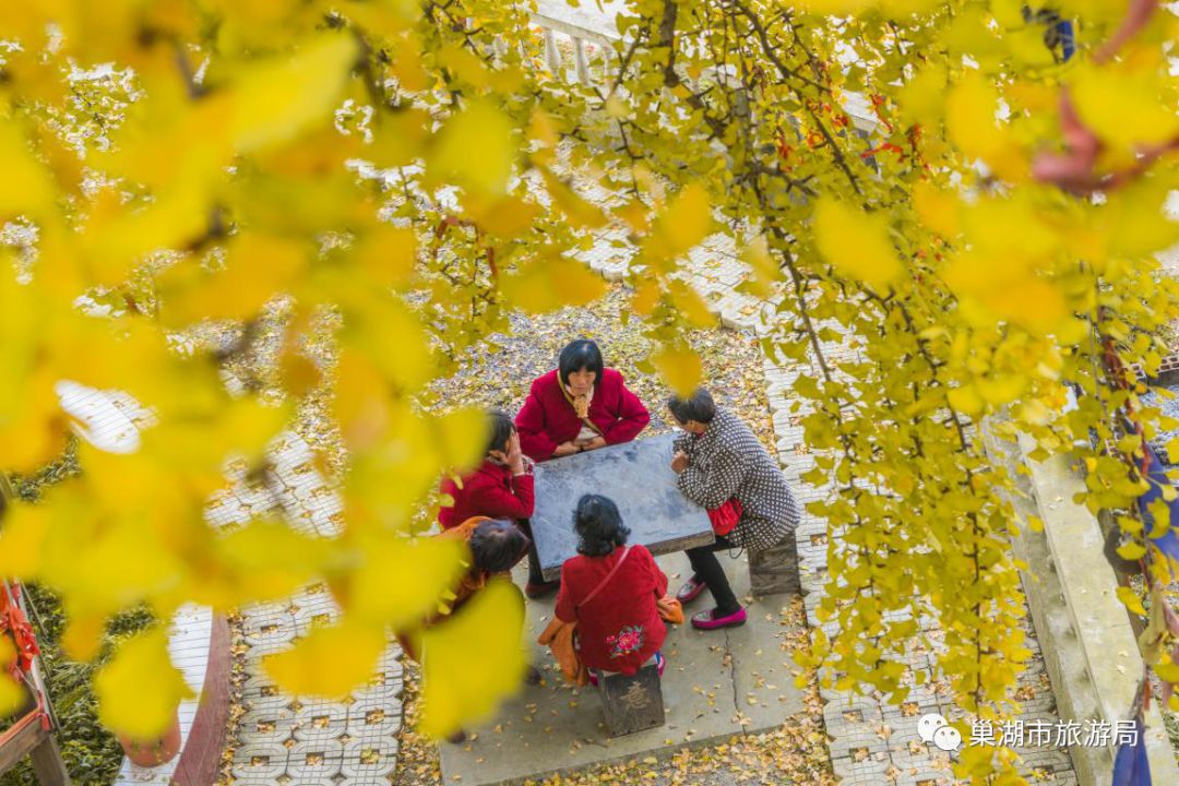 时近深秋,巢湖千年银杏树进入最佳观赏期!_天台禅寺