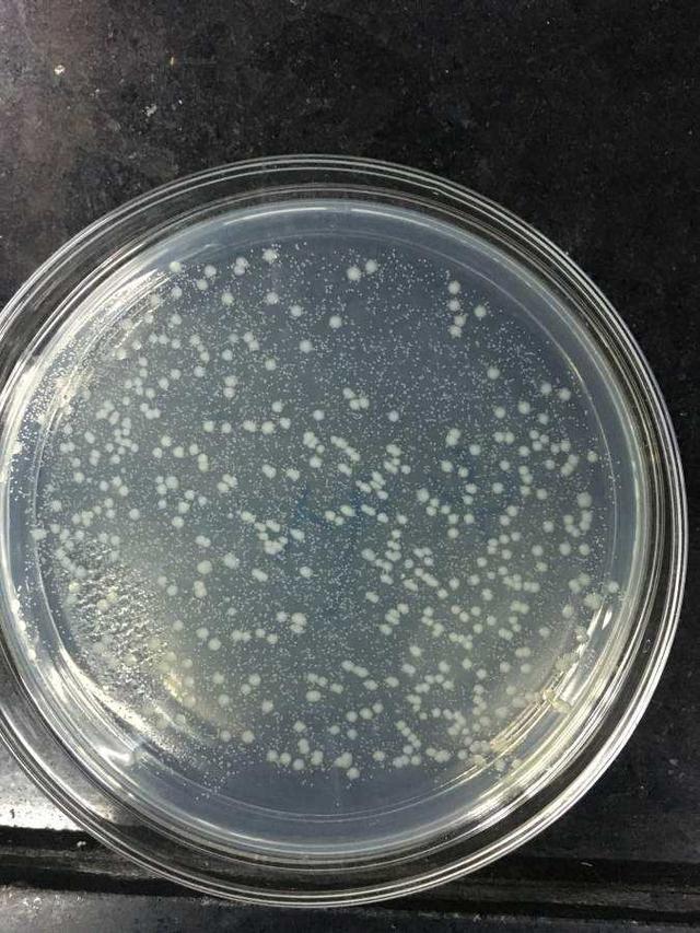 面膜菌落总数超出标准限量值7200倍鲜肌の谜为你排除不安