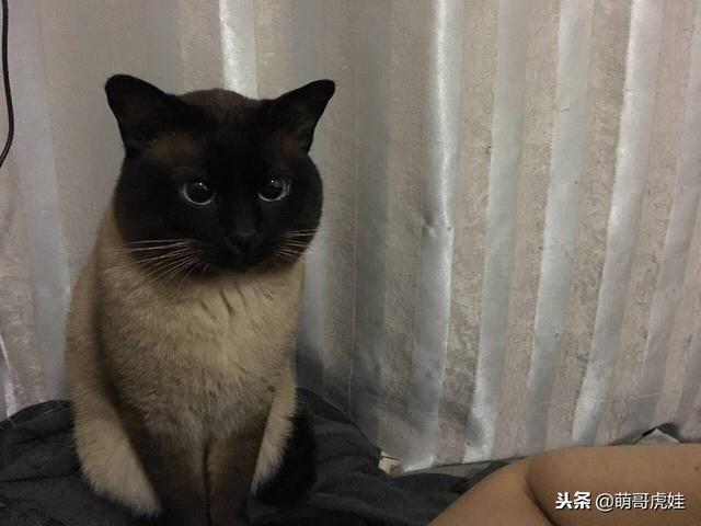 家里的重点色布偶猫脸越来越黑,好担心他变成一颗黑炭