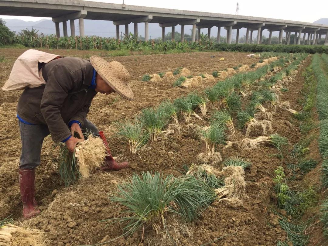 藠头怎么种植掌握这些技术要点个头大产量高