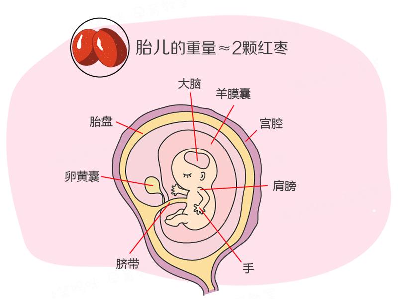 孕期40周指南:怀孕第10周 胎儿各器官均已形成