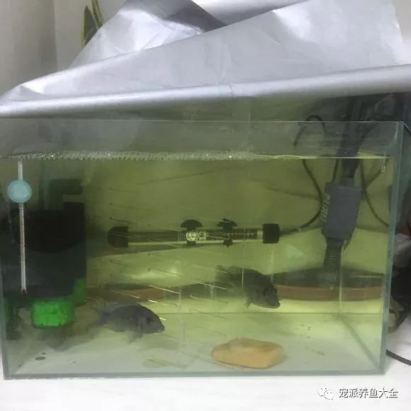 水族知识