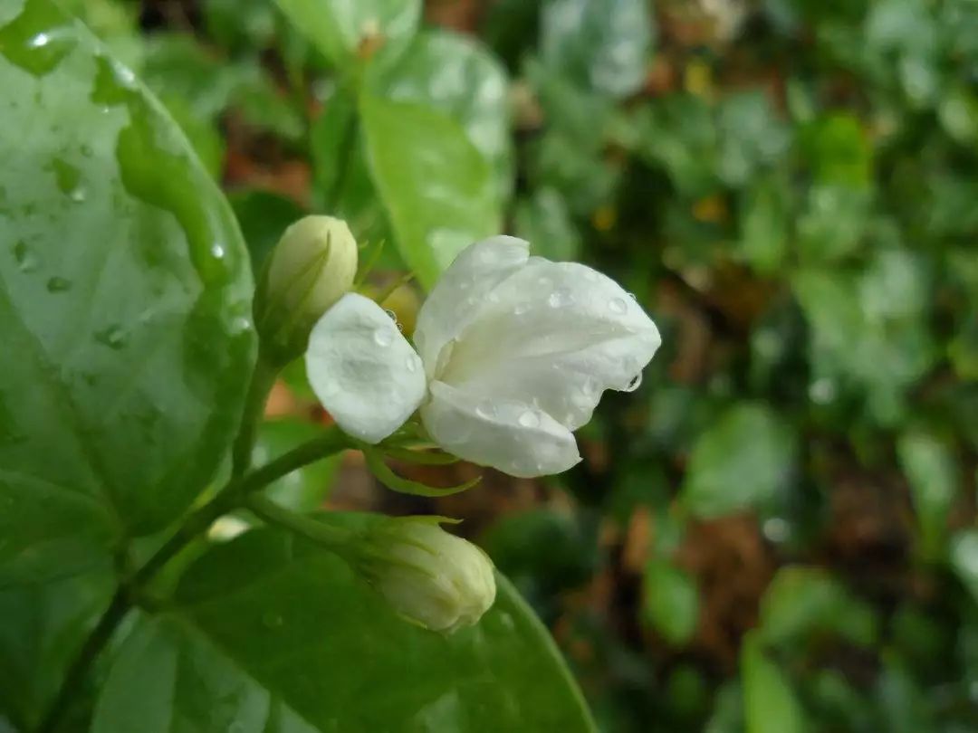 怎么养水搭花_一帆风顺花怎么养(2)