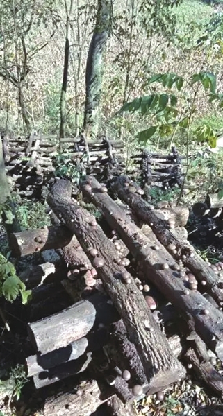 马桑菌种植基地里,菌棒整齐叠加,摆放在地面上,菌棒上拳头大小的蘑菇