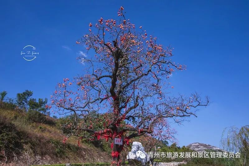 青州人口现状_人口现状图片