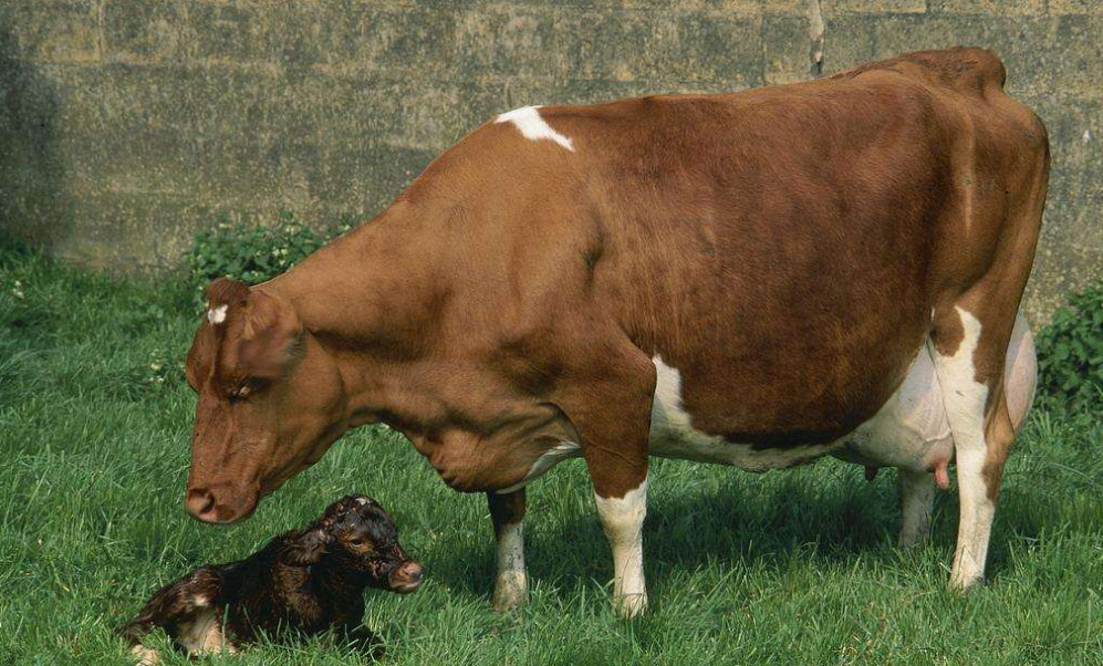 怎样能养好怀孕母牛肉牛养殖的效率低下多败在保胎上