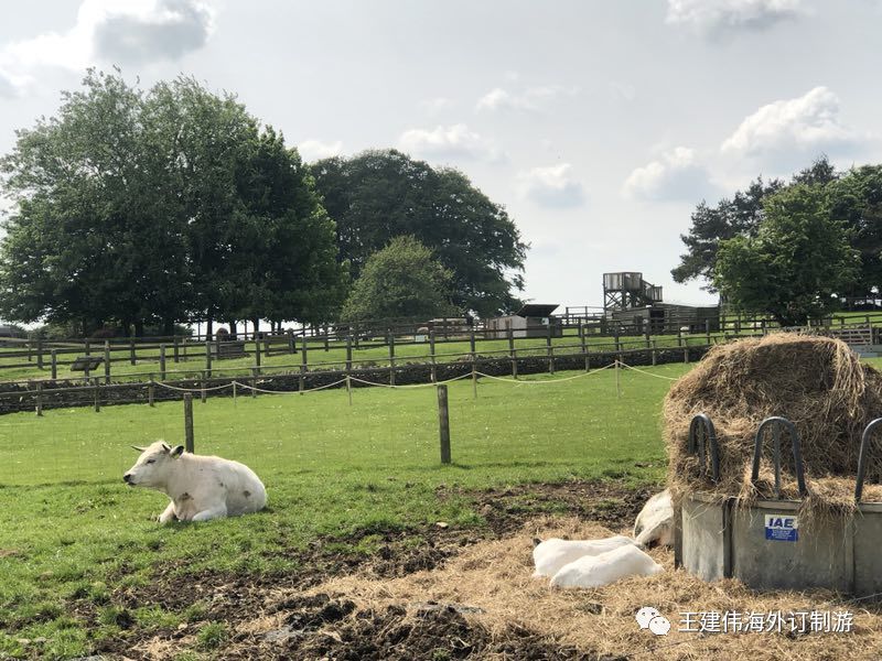 英国农场秀亲子游英国考斯特沃尔德乡村亚当汉森农场秀之旅专题帖总第