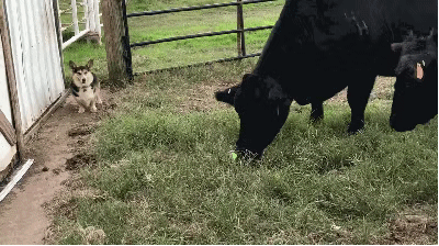 牛在玩柯基的玩具球，它看了一眼默默轉身離去：打不過溜了溜了！ 萌寵 第1張
