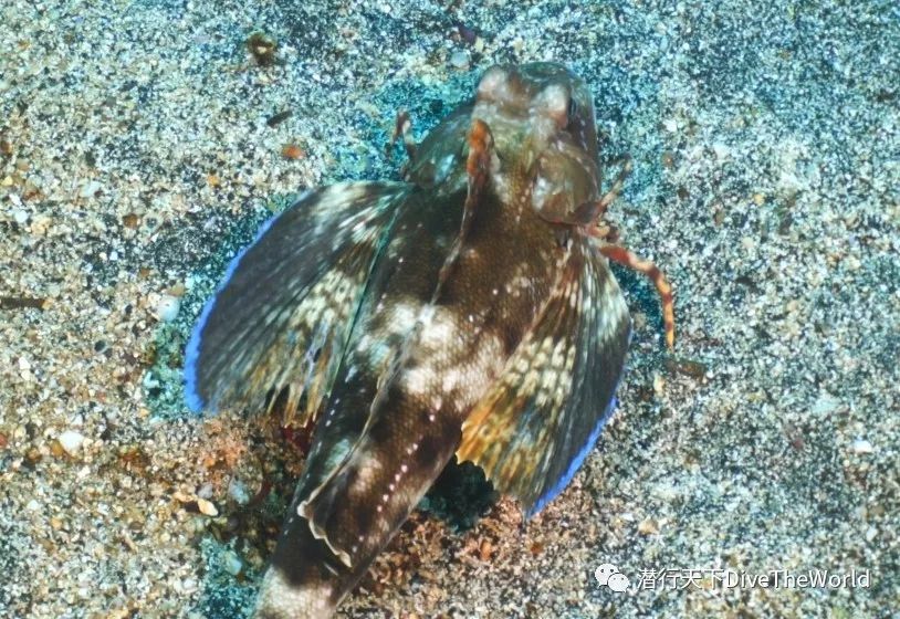 【系列】海陆空,加拉帕戈斯深度资讯奉上《海洋生物篇