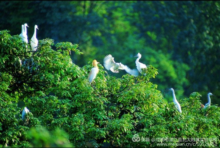 北大附属蒲江实验学校招聘公告