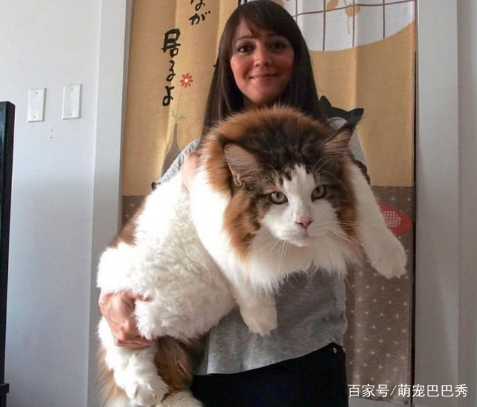 女子網購了一只貓，賣家稱這是世界上最大的貓，然而兩年後傻了眼 萌寵 第1張