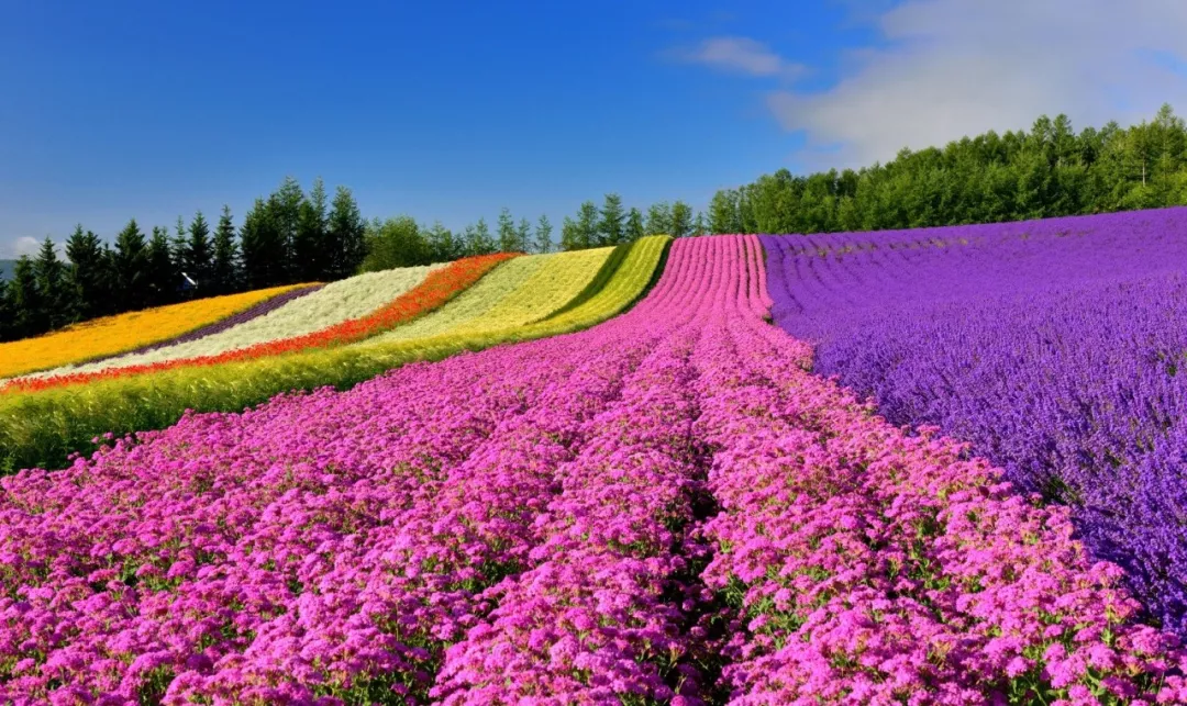 3-4个星期是梅雨季节,7月是盛夏,7月中旬北海道的富良野彩虹花田盛开