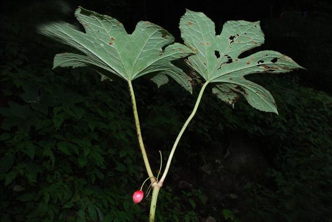 农村这种野草,是民间常用的中草药,入药能清热解毒,还能治蛇伤