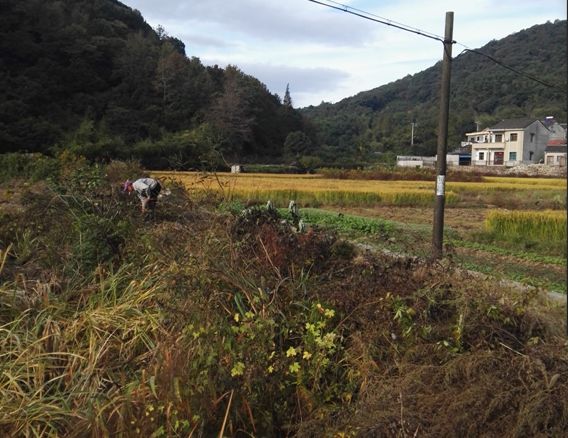 大隐村人口_人口普查