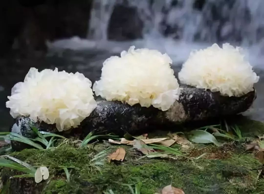 个菌棒或者菌包回来,家里的阳台很快就能长出一朵朵雪白雪白的"鲜花"