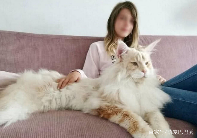 女子網購了一只貓，賣家稱這是世界上最大的貓，然而兩年後傻了眼 萌寵 第3張
